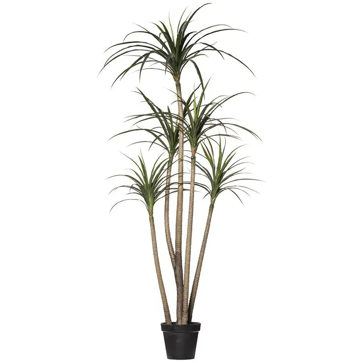 Rogue Dracaena Marginata Tree Green 140 x 120 x 210cm