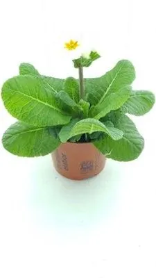 Sleutelbloem (Primula elatior ´Sibel White´) D 12 H 20 cm