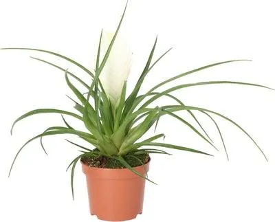 Tillandsia (Tillandsia cyanea 'Biachini') D 9 H 25 cm