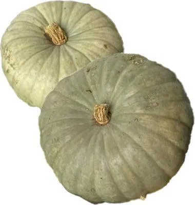 Pompoen (Cucurbita 'Tutti Frutti') D 25 cm