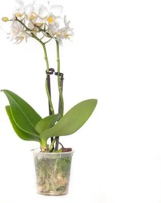Vlinderorchidee 2 tak (Phalaenopsis 'Little Lady') wit D 6 H 18 cm