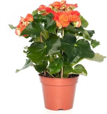 Begonia (Begonia elatior 'Reina') D 14 H 30 cm