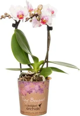 Mini Vlinderorchidee 2 tak (Phalaenopsis 'Little Kolibri') roze D 9 H 30 cm