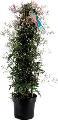 Jasmijn (Jasminum polyanthum) Piramide D 17 H 70 cm