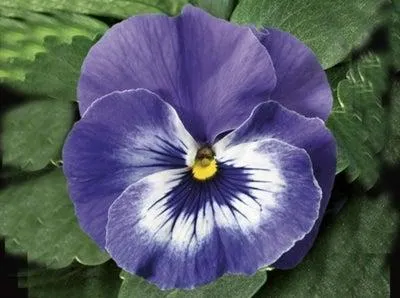 Viooltje (Viola F1) sixpack licht blauw D 9 H 10 cm