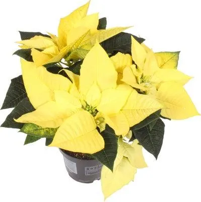Kerstster (Euphorbia pulcherima 'Golden Glow') D 10,5 H 25 cm