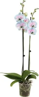 Vlinderorchidee 2 tak (Phalaenopsis multiflora 'Royal Bubblegum') D 12 H 55 cm