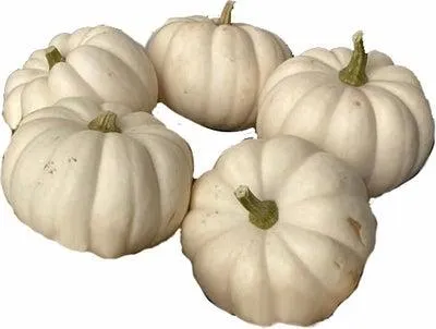 Sierkalebas (Cucurbita 'Casperita Baby') D 5 cm