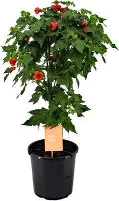 Abutilon op stam (Abutilon 'Red Trumpet') D 19 H 75 cm