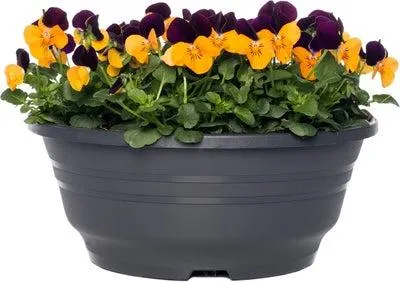 Hoornviooltje in schaal (Viola cornuta in schaal) Oranje paars D 23 H 25 cm