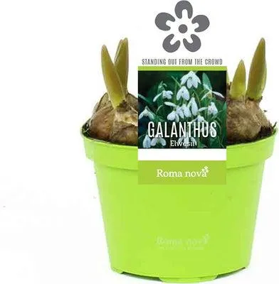 Groot sneeuwklokje (Galanthus elwesii) D 9 H 11 cm