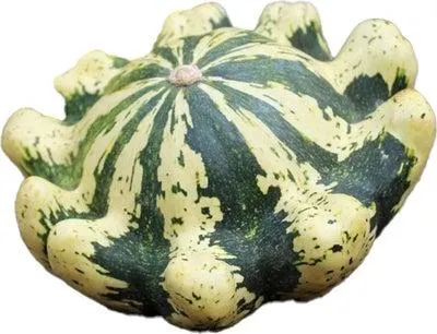 Pompoen (Cucurbita 'Jaune et Verte') D 12 cm