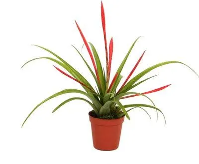 Tillandsia (Tillandsia flabellata) D 5,5 H 20 cm