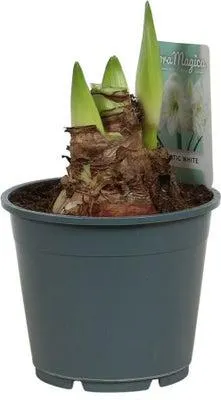 Amaryllis (Hippeastrum 'Arctic White') D 14 H 25 cm