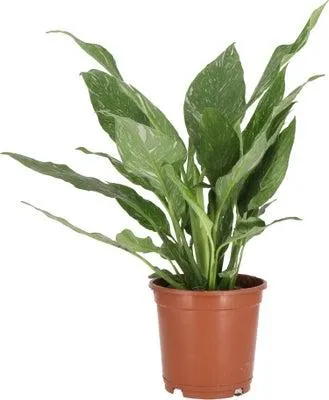 Lepelplant (Spathiphyllum 'Diamond') D 14 H 40 cm