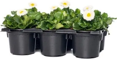 Madeliefje (Bellis perennis 'Bella Daisy White') sixpack D 9 H 12 cm
