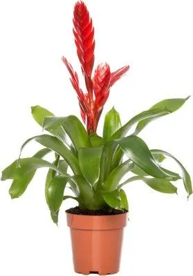 Vriesea (Vriesea 'Porto') D 12 H 45 cm