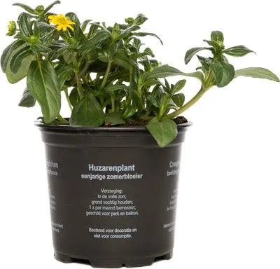 Huzarenknoop (Sanvitalia procumbens) D 10,5 H 15 cm