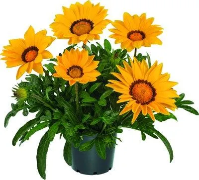 Middaggoud (Gazania 'Gazoo Formula') D 23 H 35 cm