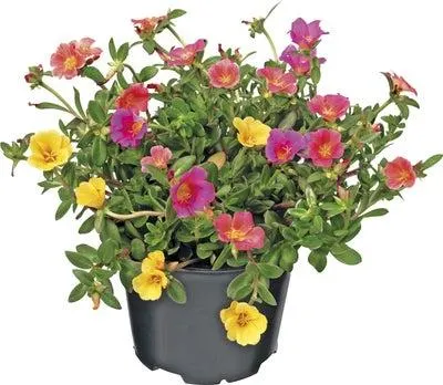 Portulak (Portulaca) D 12 H 15 cm