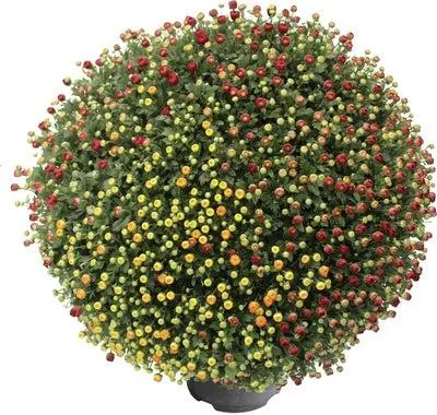 Bolchrysant (Chrysanthemum 'Carnaval') D 19 H 45 cm