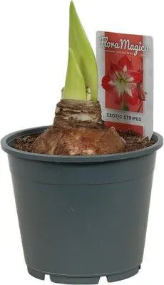 Amaryllis (Hippeastrum 'Exotic Striped') D 14 H 25 cm
