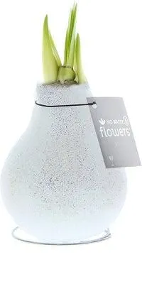 Amaryllis in wax (Hippeastrum Waxz 'Eco Glitterz White') H 15 cm