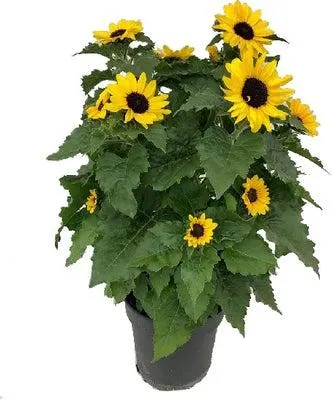 Zonnebloem (Helianthus 'Sunblast') D 21 H 60 cm