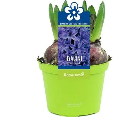 Hyacint (Hyacint 'Blue Pearl') D 12 H 12 cm