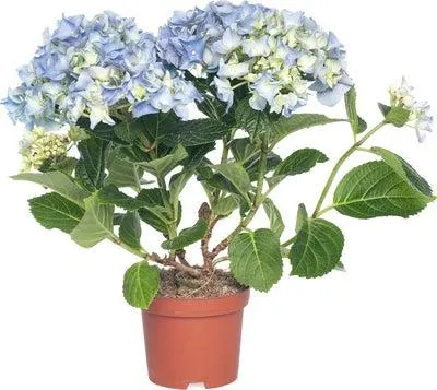 Hortensia (Hydrangea macrophylla) blauw D 10 H 20 cm