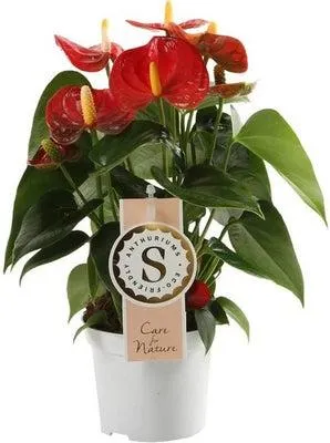 Flamingoplant (Anthurium andreanum 'Red Champion') D 9 H 30 cm