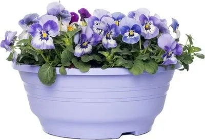 Hoornviooltje in schaal (Viola cornuta in schaal) Licht blauw D 23 H 25 cm