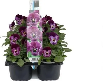 Viooltje (Viola F1) sixpack roze D 9 H 10 cm