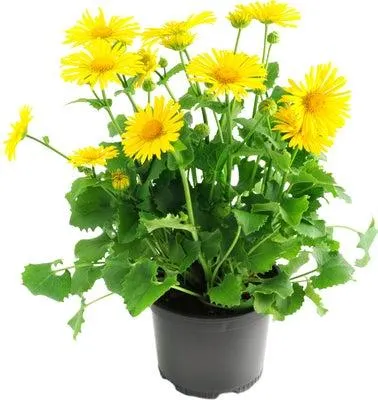 Voorjaarszonnebloempje (Doronicum) D 13 H 15 cm