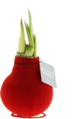 Amaryllis in wax (Hippeastrum Waxz 'Velvet Touchz Red') H 15 cm