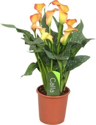 Aronskelk (Zantedeschia 'Morning Sun') D 13 H 40 cm