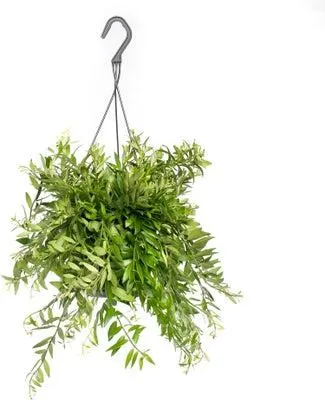 Lipstickplant in hangpot (Aeschynanthus 'Japhrolepis') D 15 H 25 cm