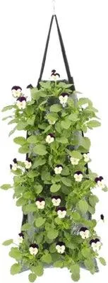 Wandhanger met Hoornviool (Viola cornuta 'Jump Up') 50 x 20 cm