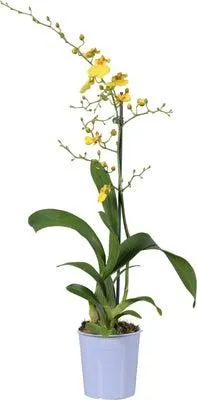 Tijgerorchidee (Oncidium 'Munsterland Stern') D 12 H 55 cm