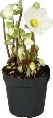 Kerstroos (Helleborus niger 'Verboom Beauty') D 10,5 H 15 cm