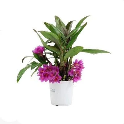 Bamboe-orchidee (Dendrobium inca 'Hibiki') D 9 H 20 cm