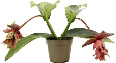 Medinilla (Medinilla magnifica 'Dolce Rossa') D 14 H 30 cm