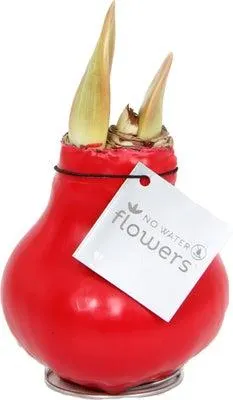Amaryllis in wax (Hippeastrum 'Waxz Red') H 15 cm