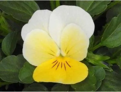 Hoornviool (Viola cornuta) sixpack licht geel D 9 H 10 cm