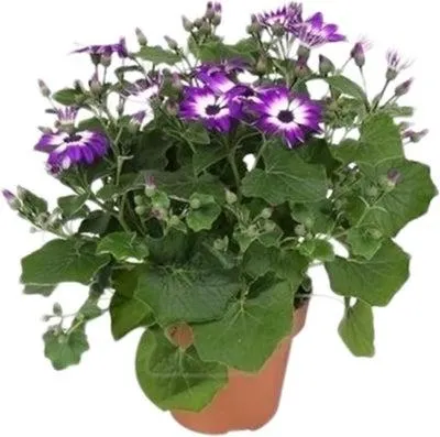 Kruiskruid (Senecio 'Senetti Violet Bicolor') D 15 H 38 cm