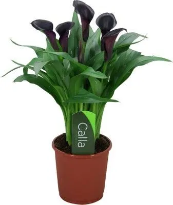 Aronskelk (Zantedeschia 'Odessa') D 13 H 40 cm