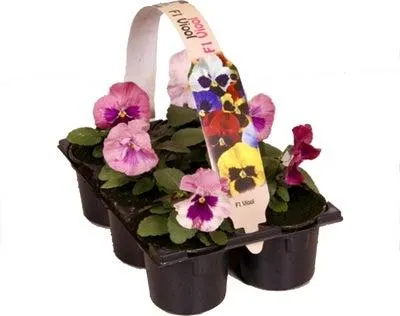 Viooltje (Viola F1) sixpack lavendel D 9 H 10 cm
