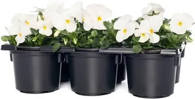 Hoornviool (Viola cornuta) sixpack wit D 9 H 10 cm