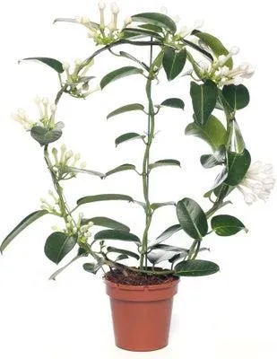 Bruidsbloem (Stephanotis floribunda) D 12 H 55 cm