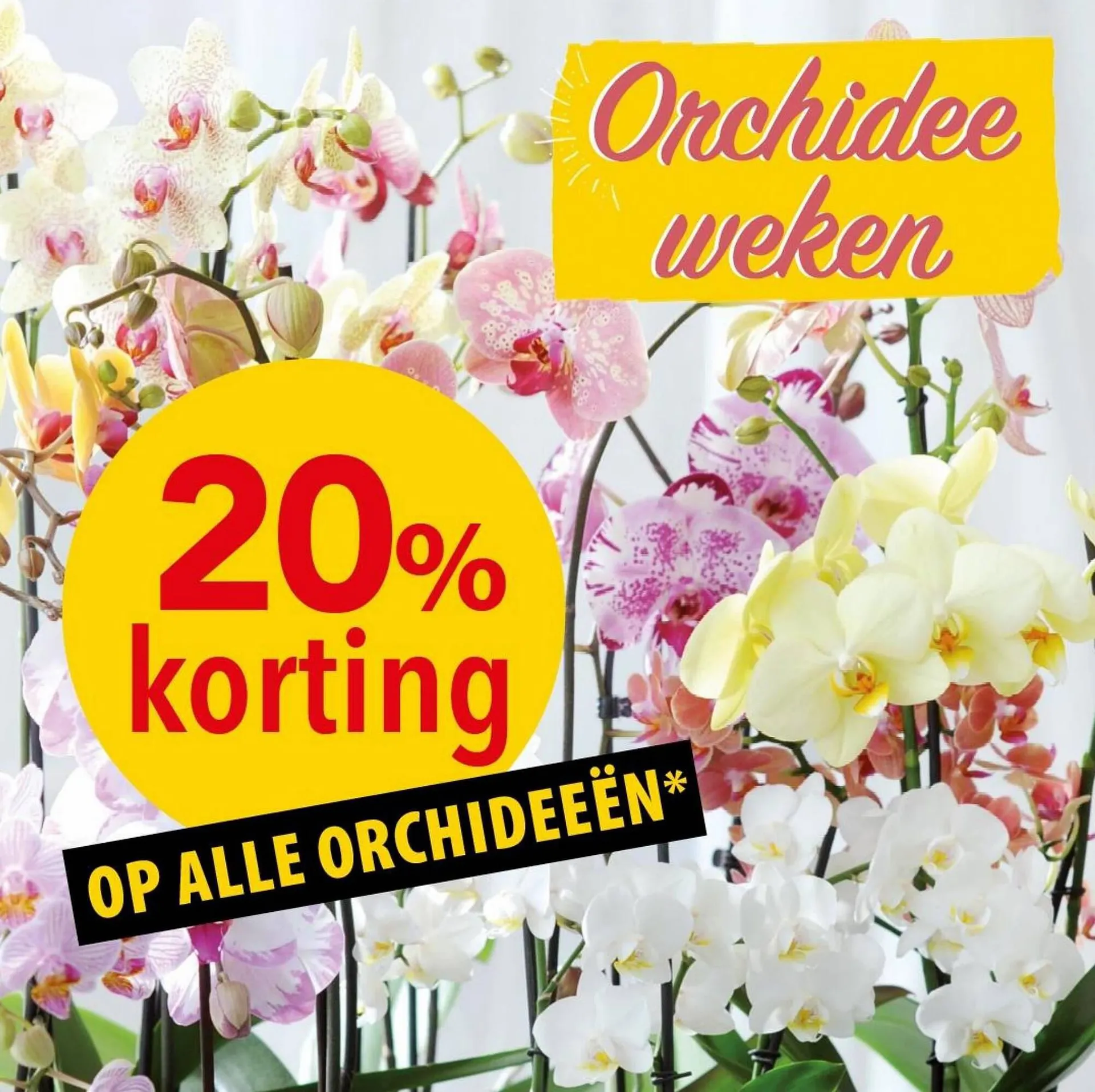 Pelckmans Folder van 14 augustus tot 14 augustus 2023 - folder pagina 6